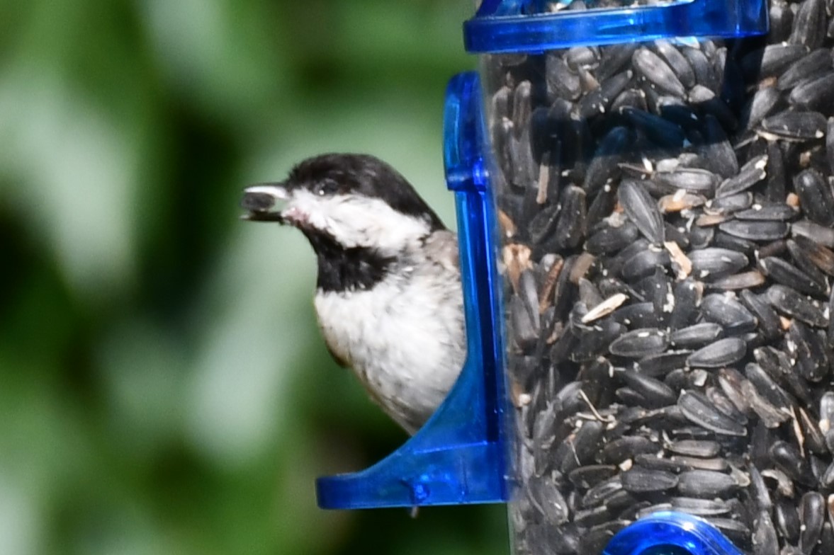 Carolina Chickadee - ML620689737