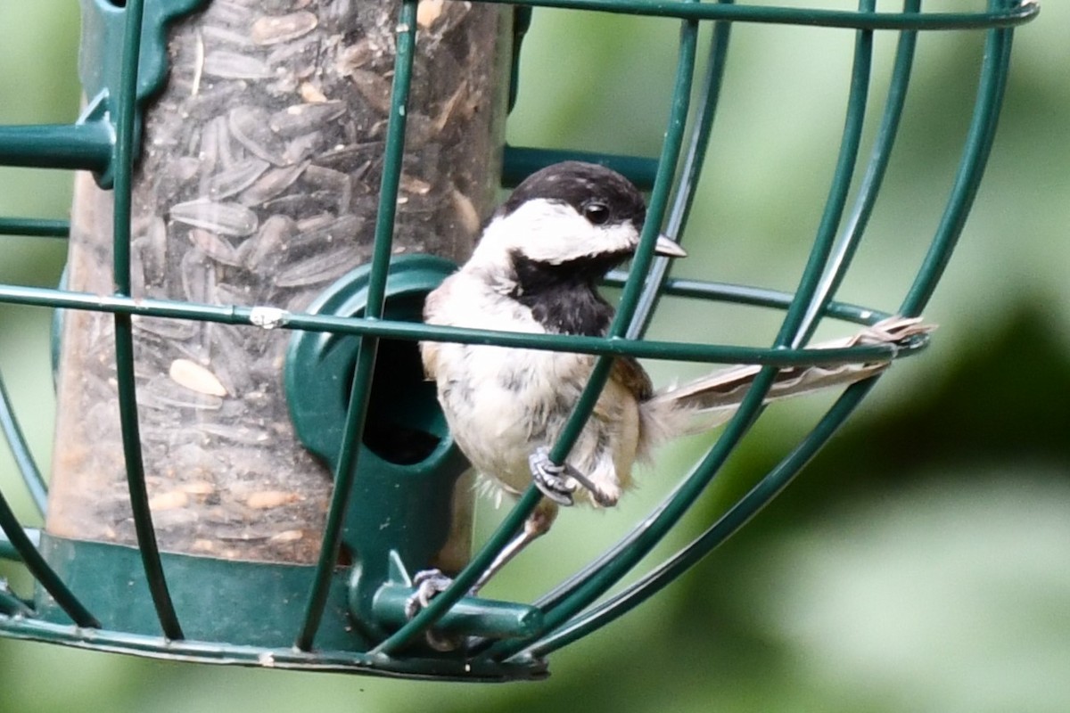 Carolina Chickadee - ML620689741