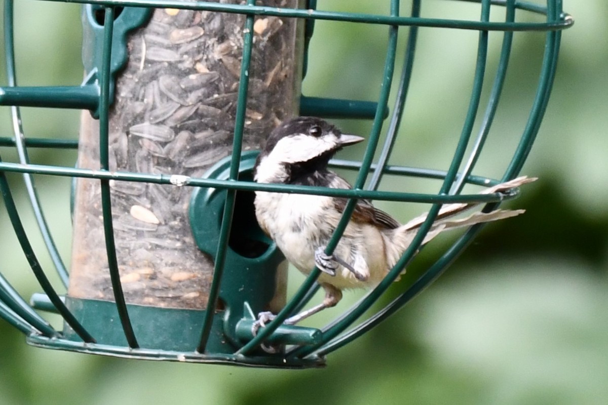 Carolina Chickadee - ML620689742