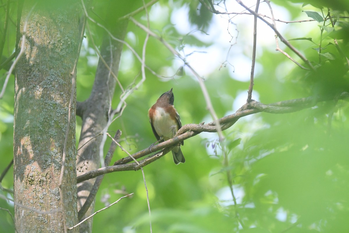 Bay-breasted Warbler - ML620689747