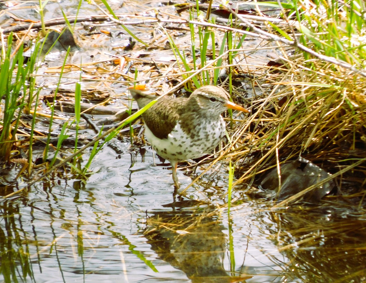 Spotted Sandpiper - ML620689749