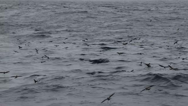 White-faced Storm-Petrel - ML620689750