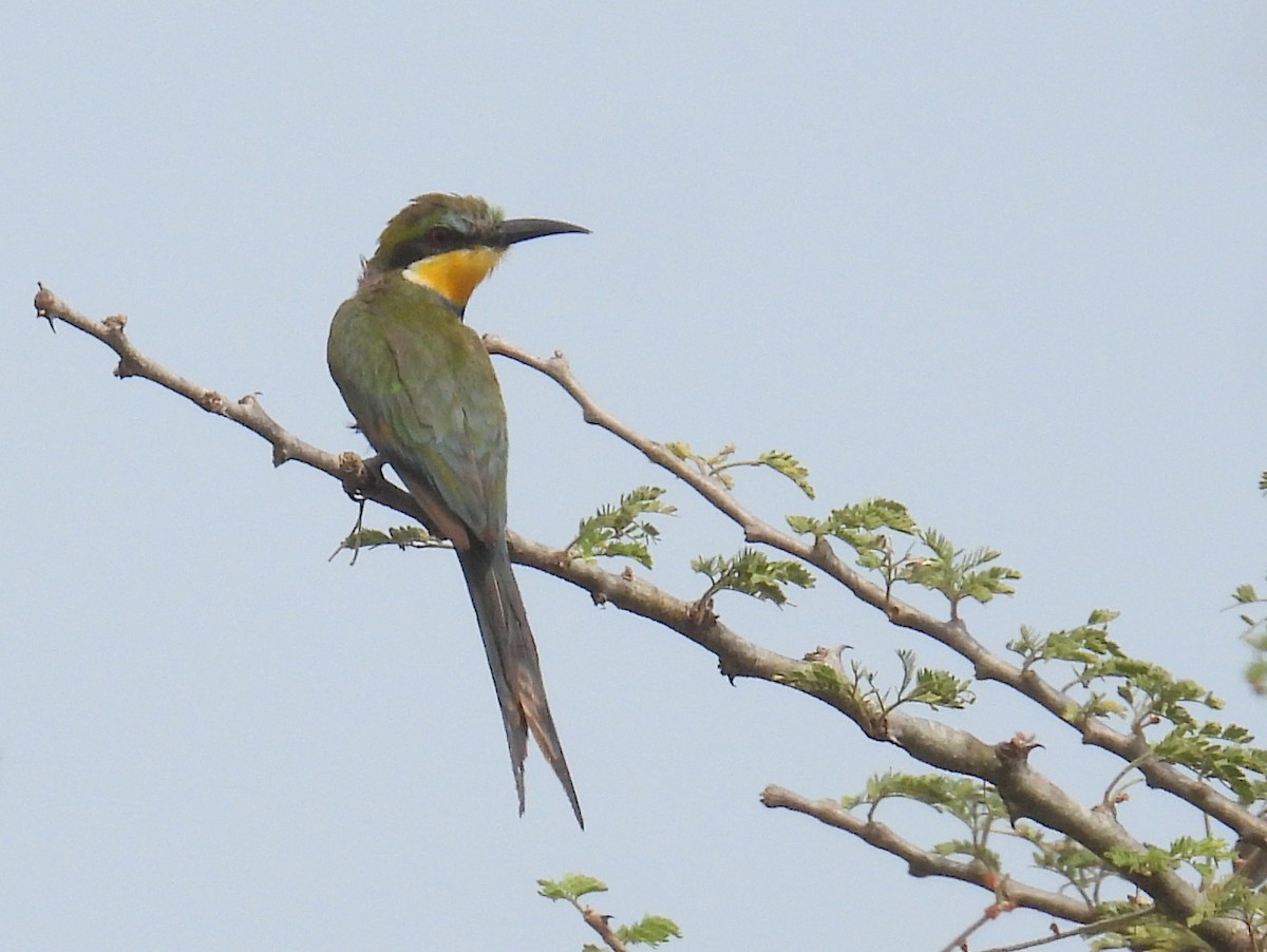 Abejaruco Golondrina - ML620689751