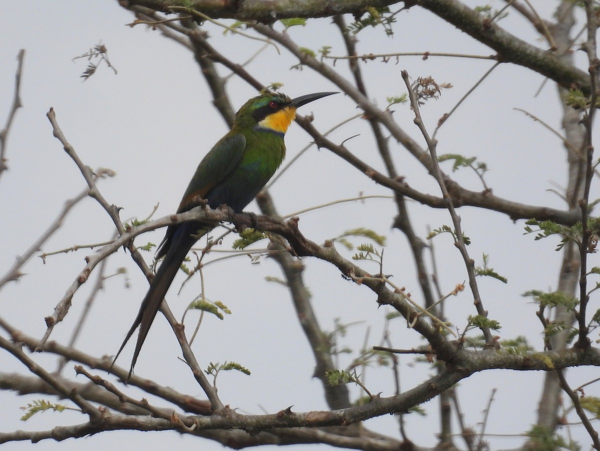 Swallow-tailed Bee-eater - ML620689752