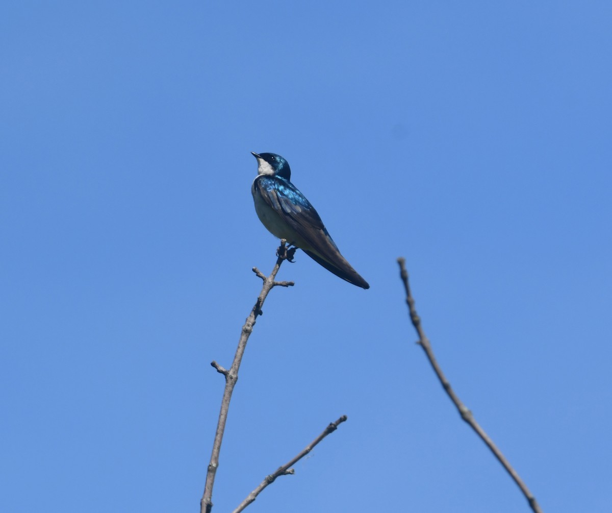 Golondrina Bicolor - ML620689753