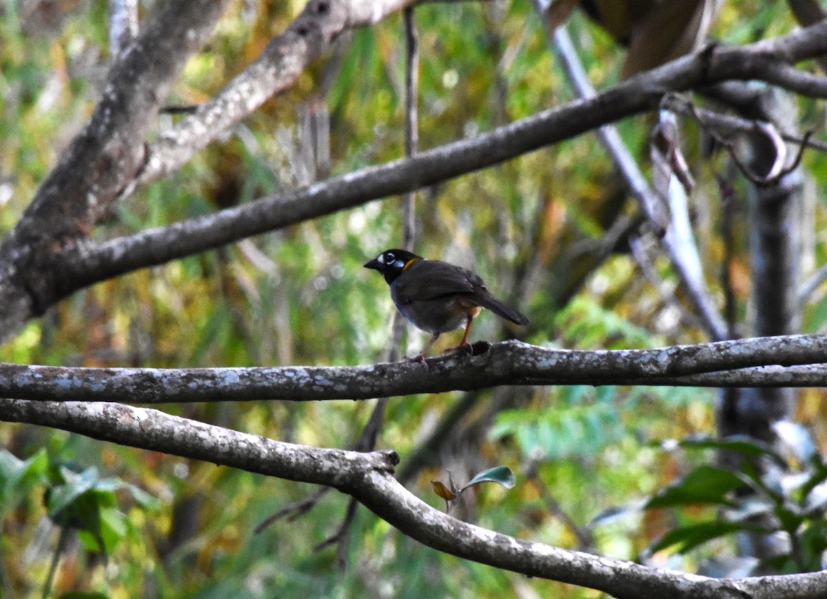 White-eared Ground-Sparrow - ML620689755