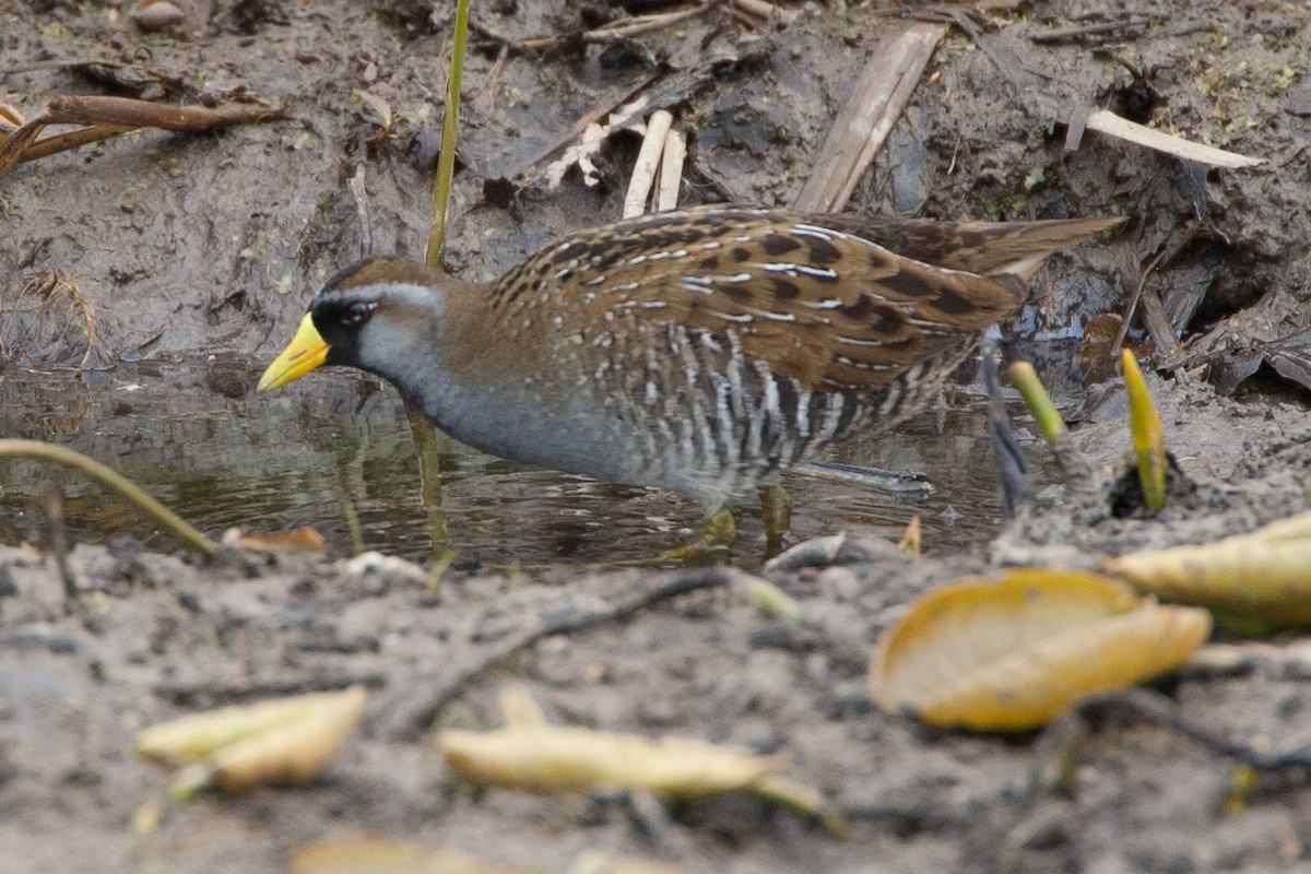 Polluela Sora - ML620689759