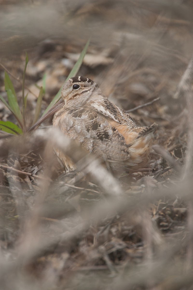 American Woodcock - ML620689760