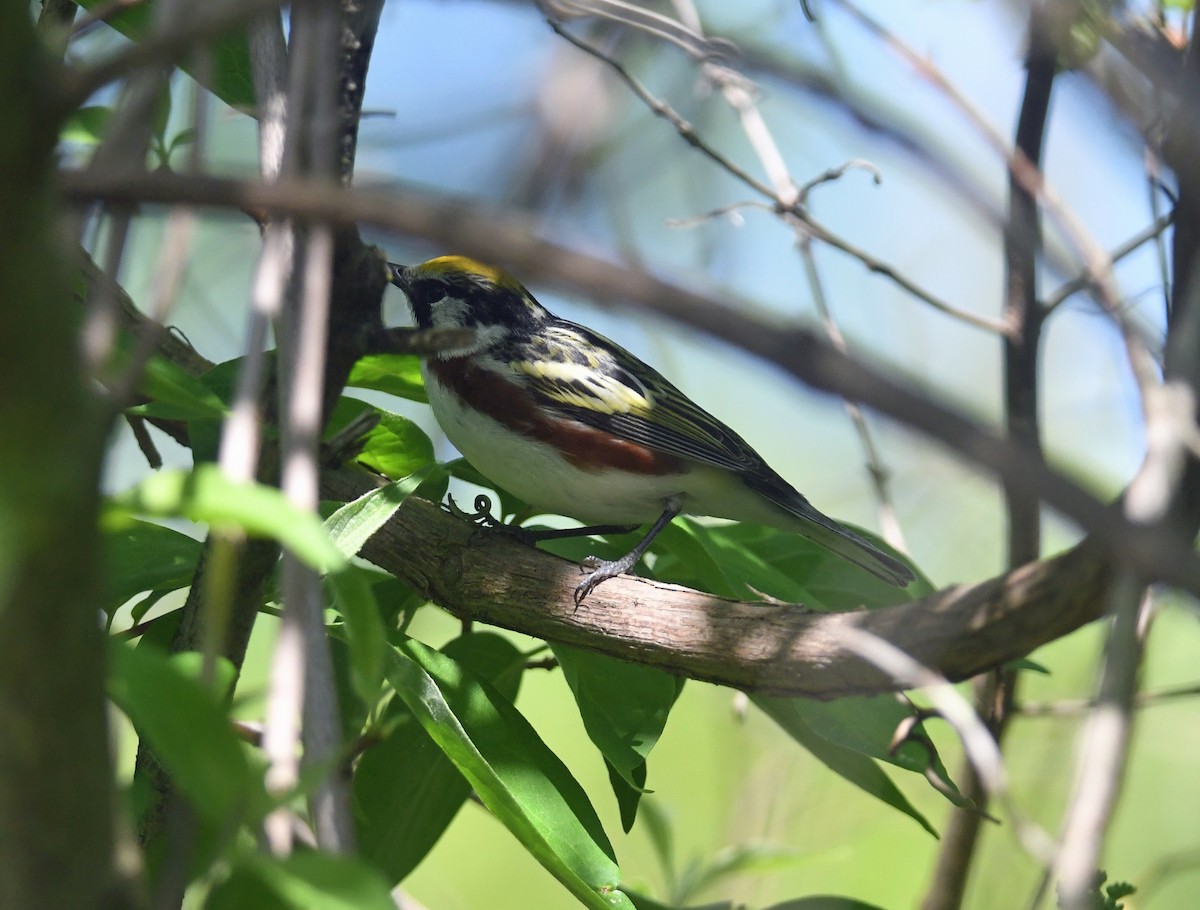 Chestnut-sided Warbler - ML620689763