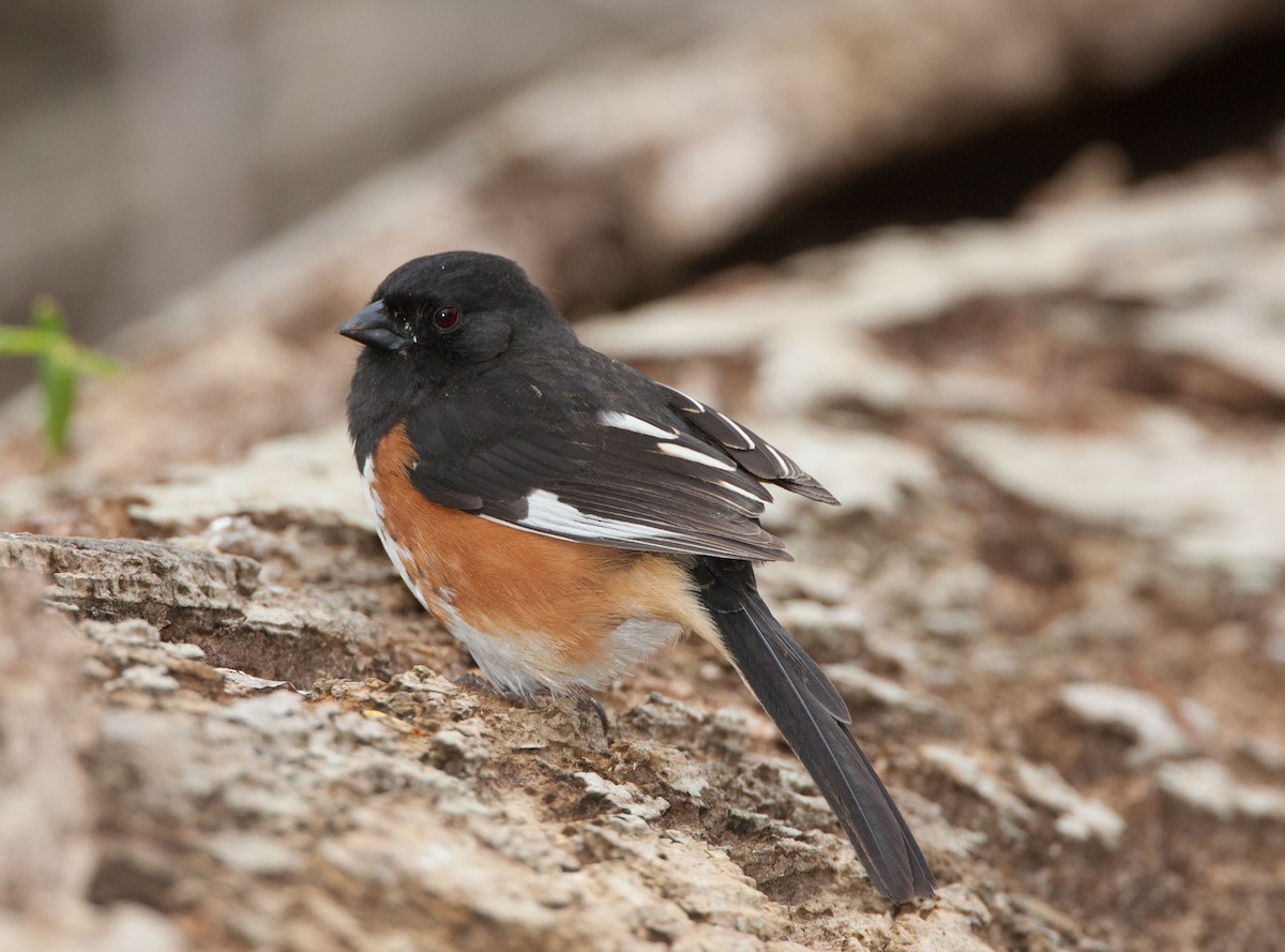 Eastern Towhee - ML620689765