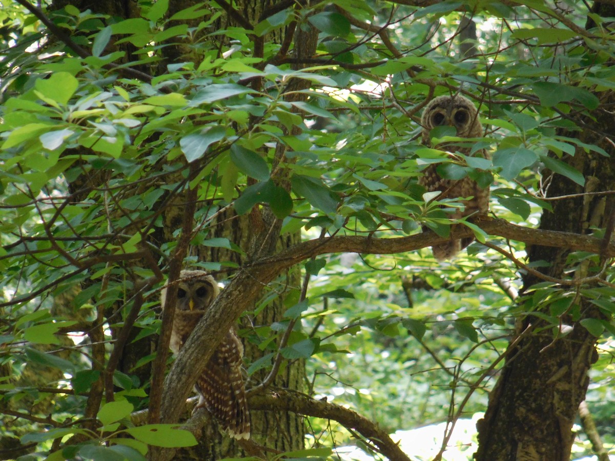 Barred Owl - ML620689766