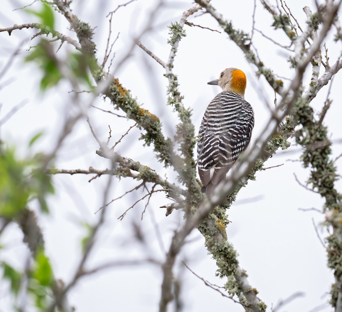 Golden-fronted Woodpecker - ML620689768