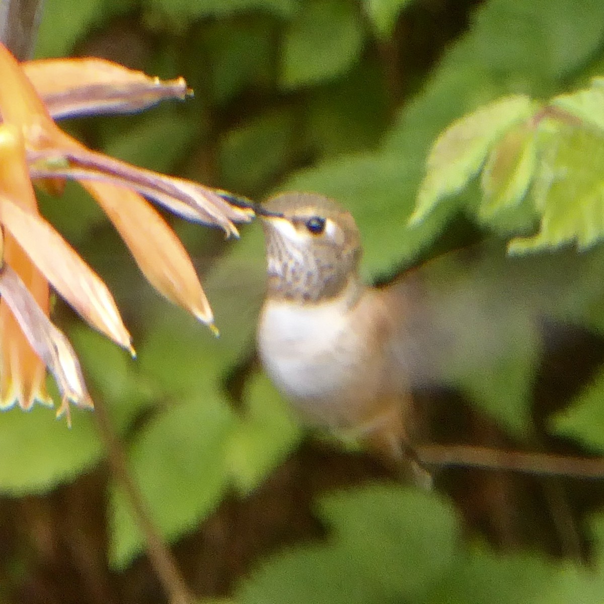 Allen's Hummingbird - ML620689770