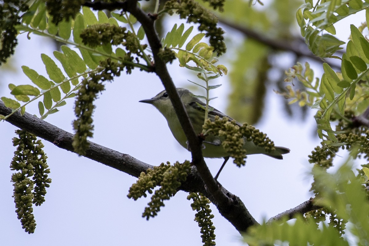 Black-and-white Warbler - ML620689771