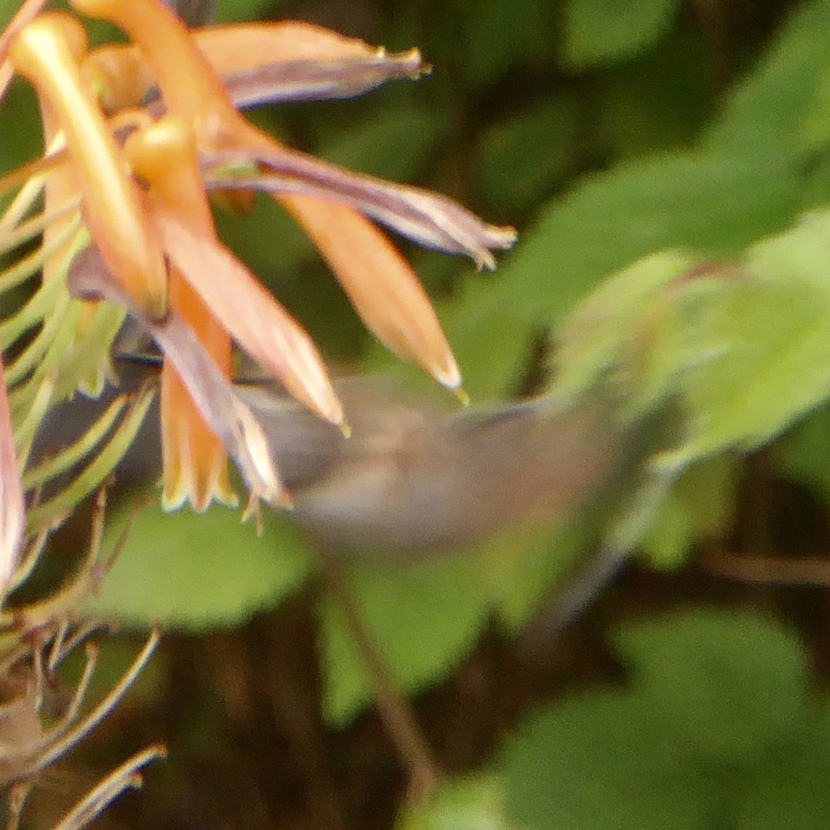 Allen's Hummingbird - ML620689772