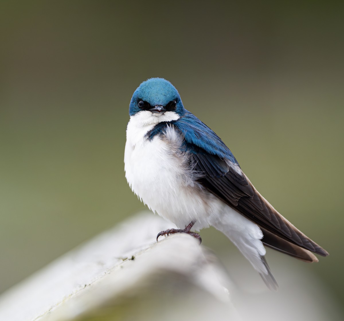 Tree Swallow - Lawrence Rhoads