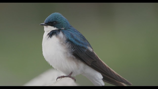 Golondrina Bicolor - ML620689777