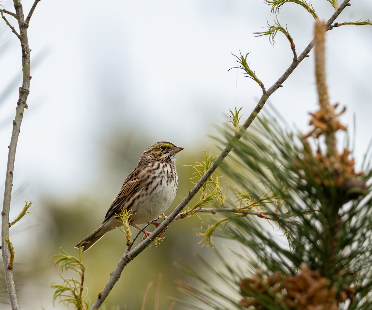 Savannah Sparrow - ML620689783