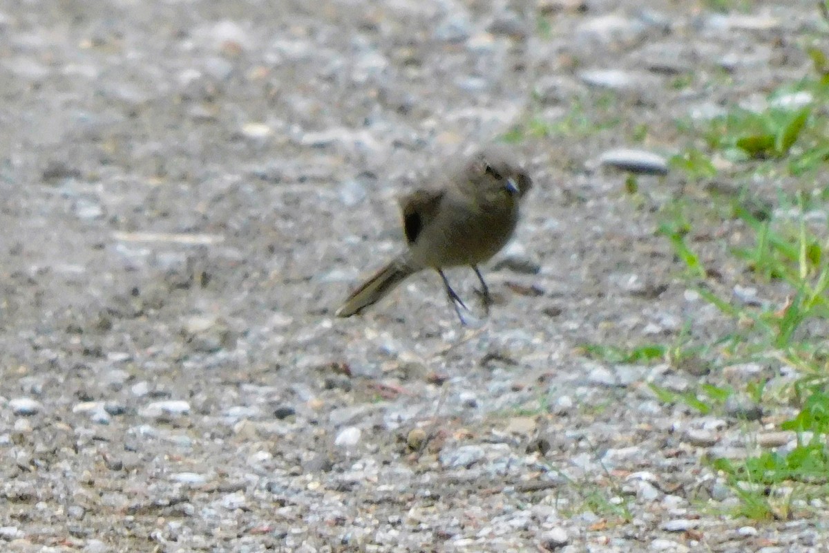 Townsend's Solitaire - ML620689784