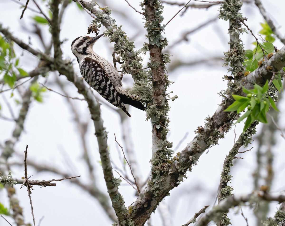 Ladder-backed Woodpecker - ML620689786