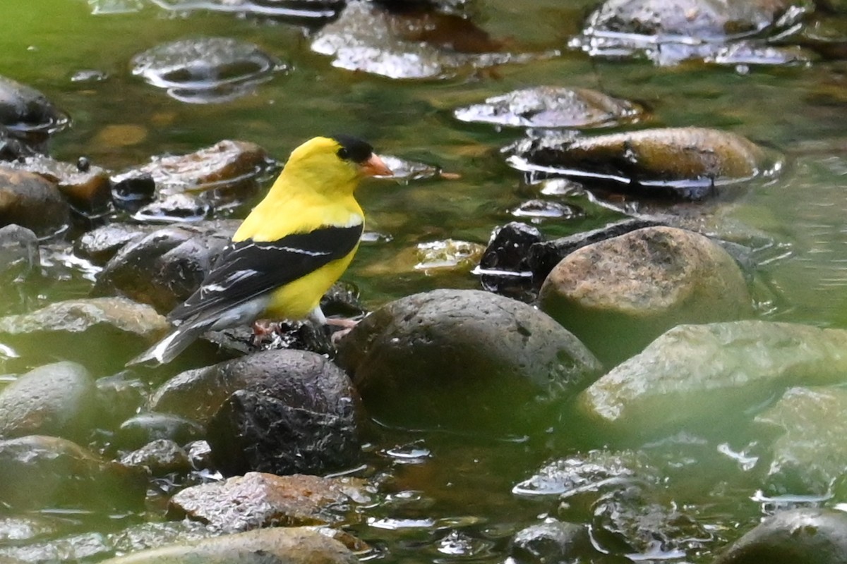 American Goldfinch - ML620689789