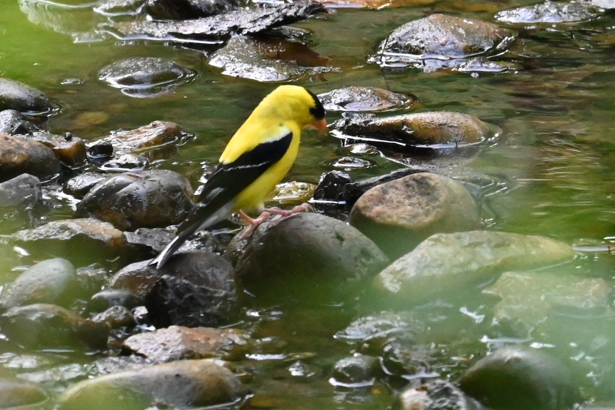 American Goldfinch - ML620689790