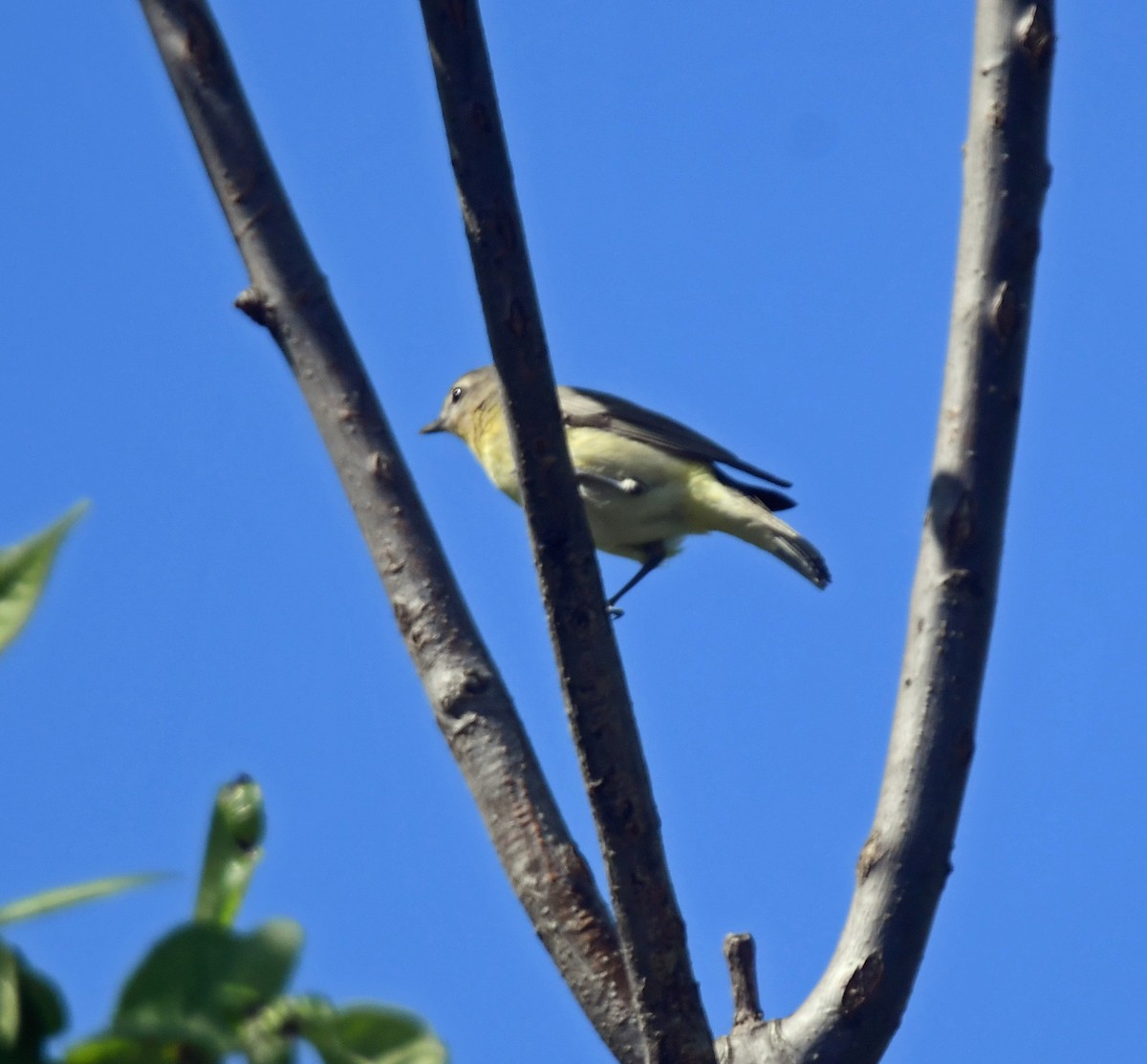 Philadelphia Vireo - ML620689792