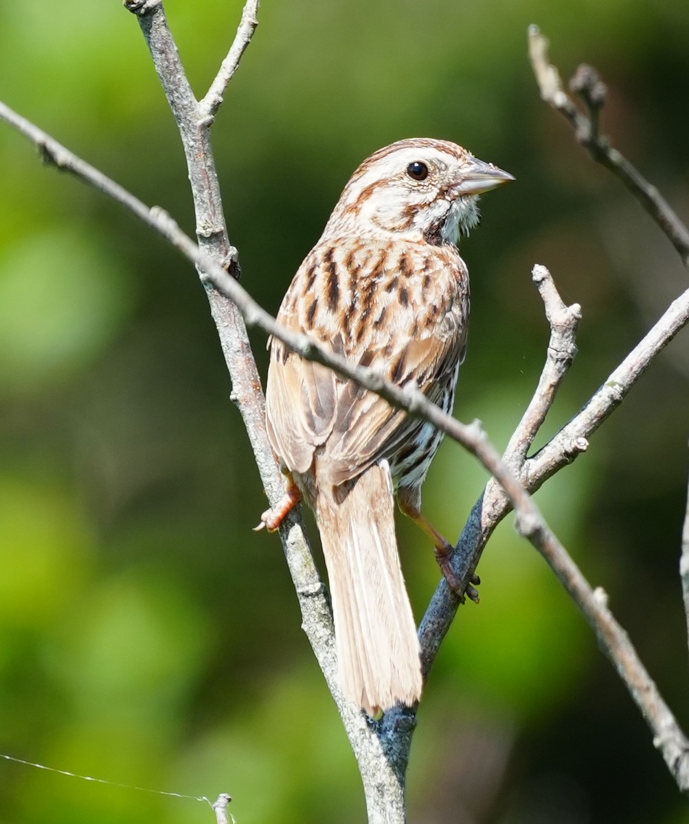 Song Sparrow - Ney Bero