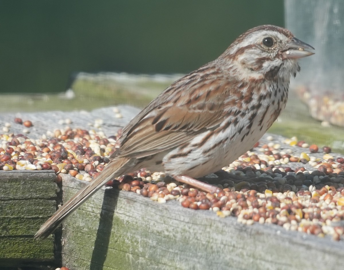 Song Sparrow - ML620689800