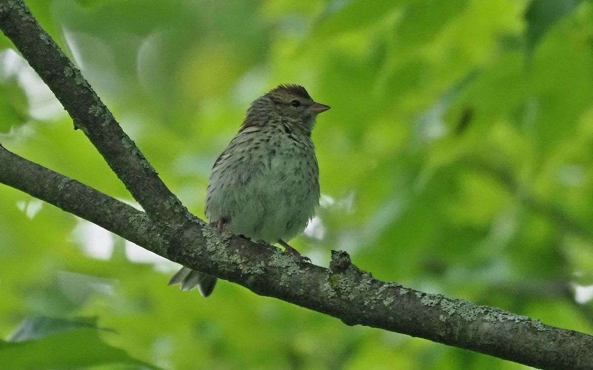 Chipping Sparrow - ML620689809