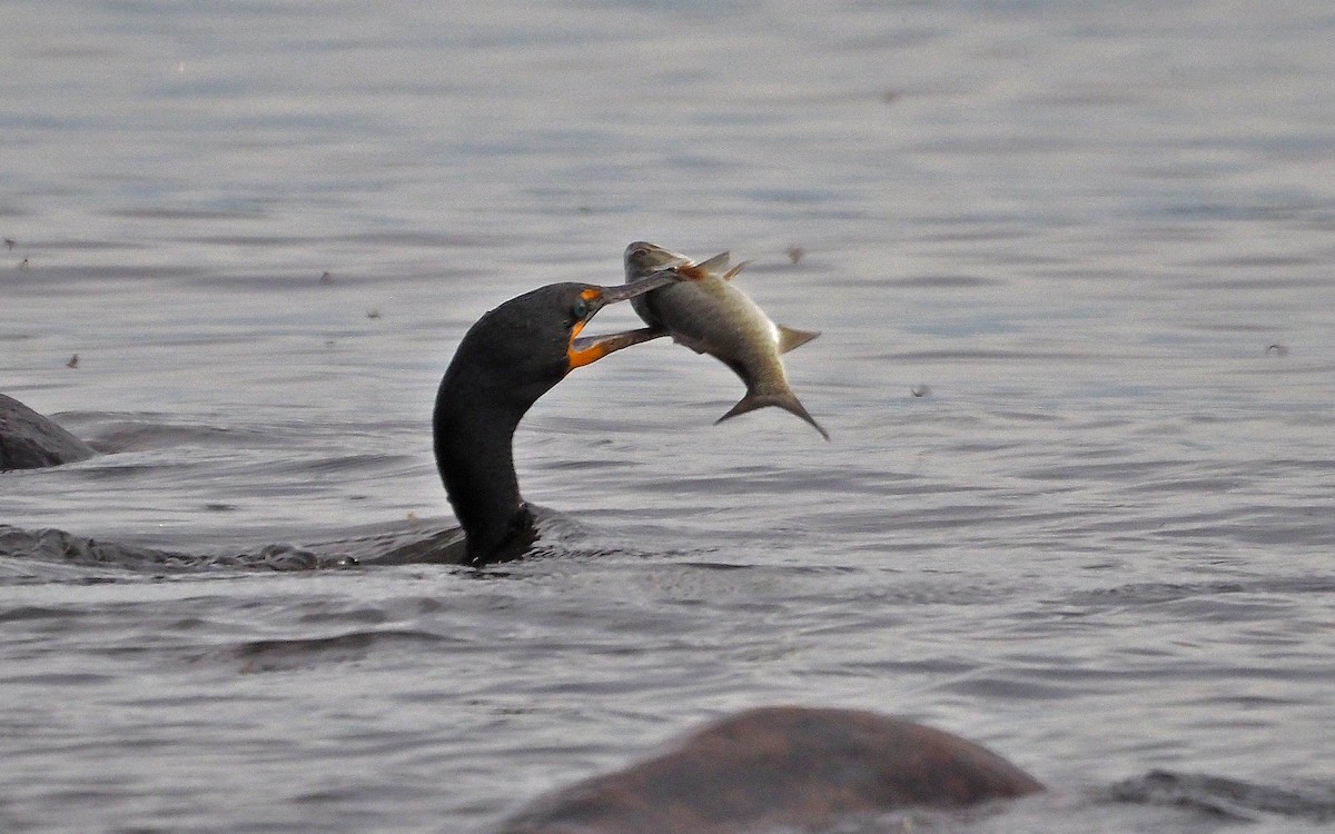 Cormorán Orejudo - ML620689812