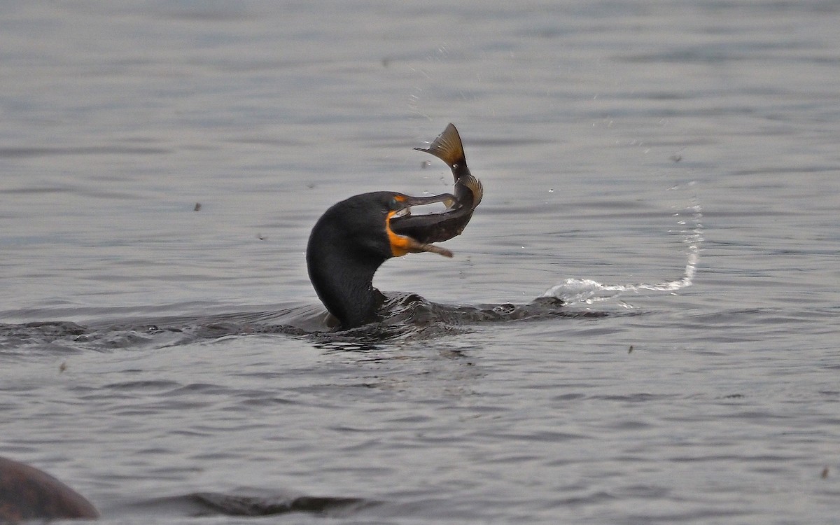 Cormoran à aigrettes - ML620689813