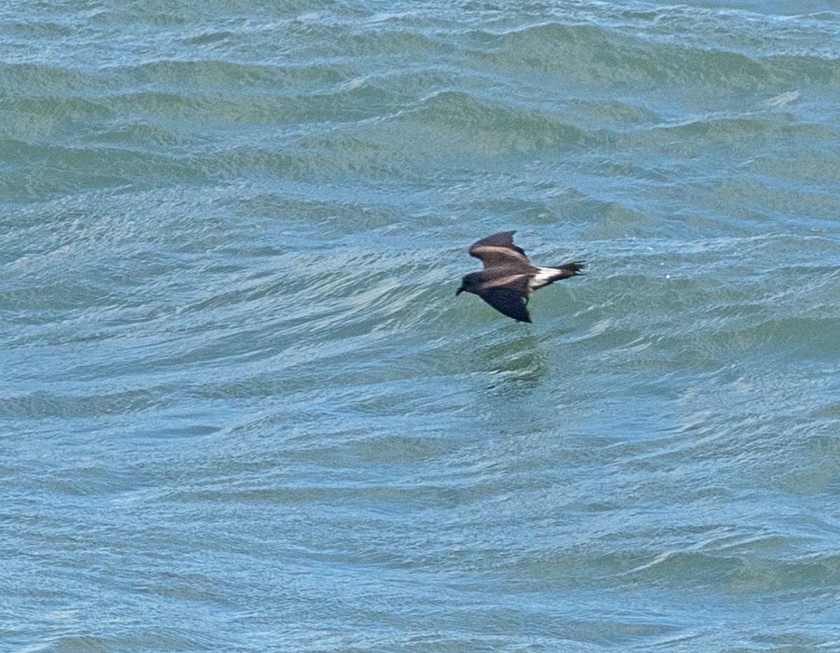 Leach's Storm-Petrel - ML620689814