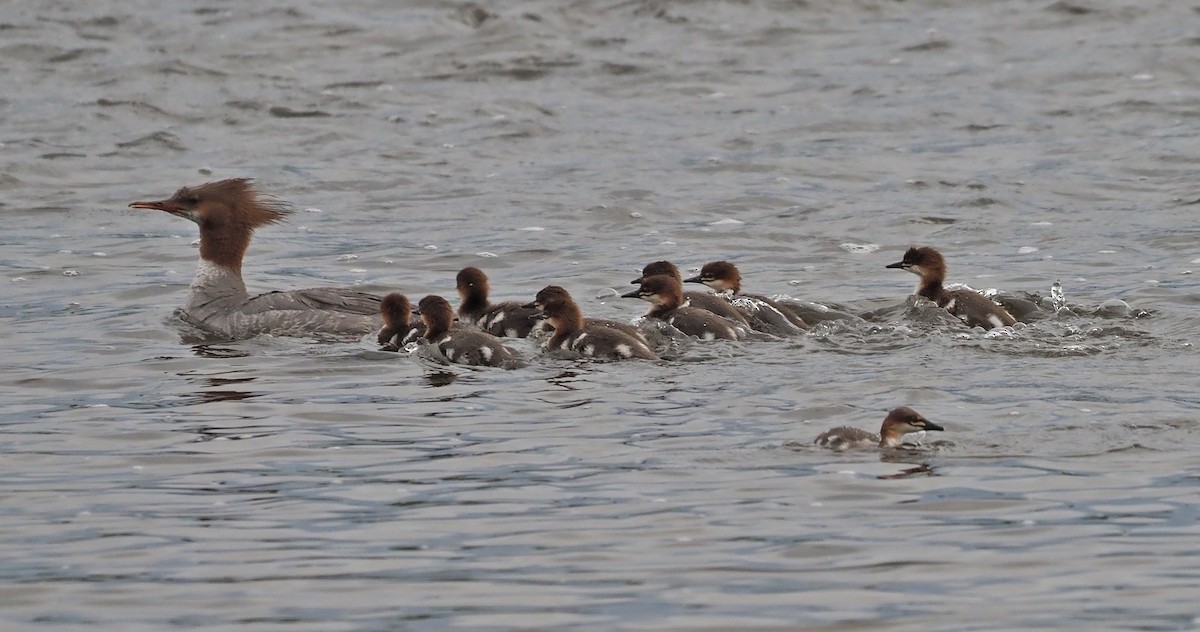 Common Merganser - ML620689818