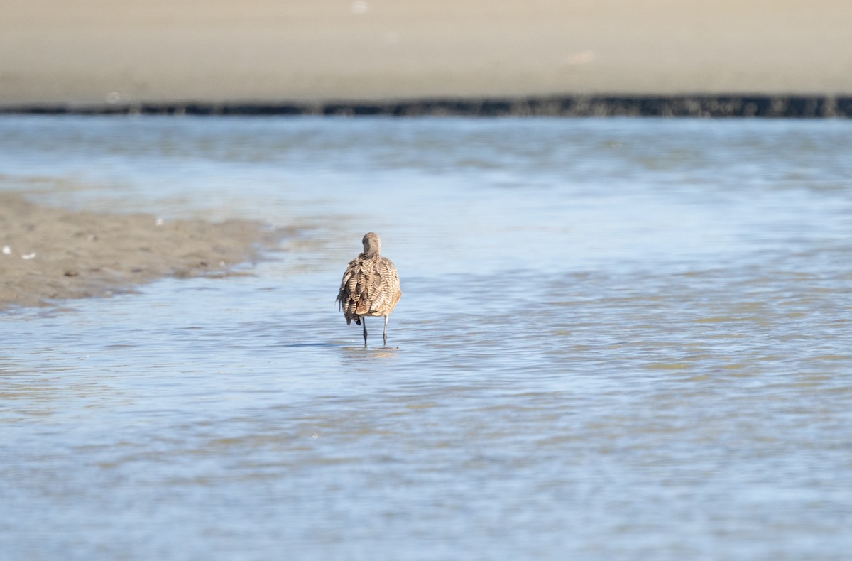 Marbled Godwit - ML620689823