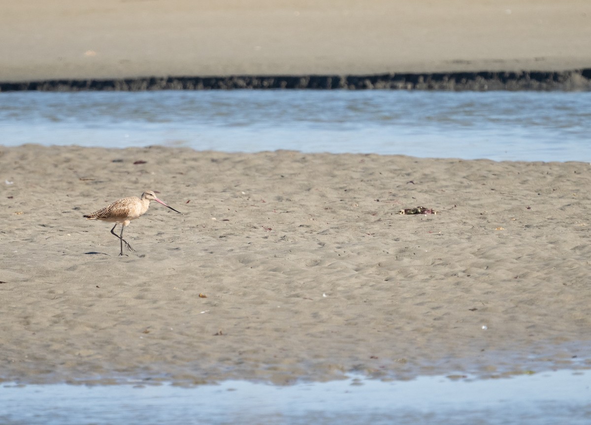 Marbled Godwit - ML620689824