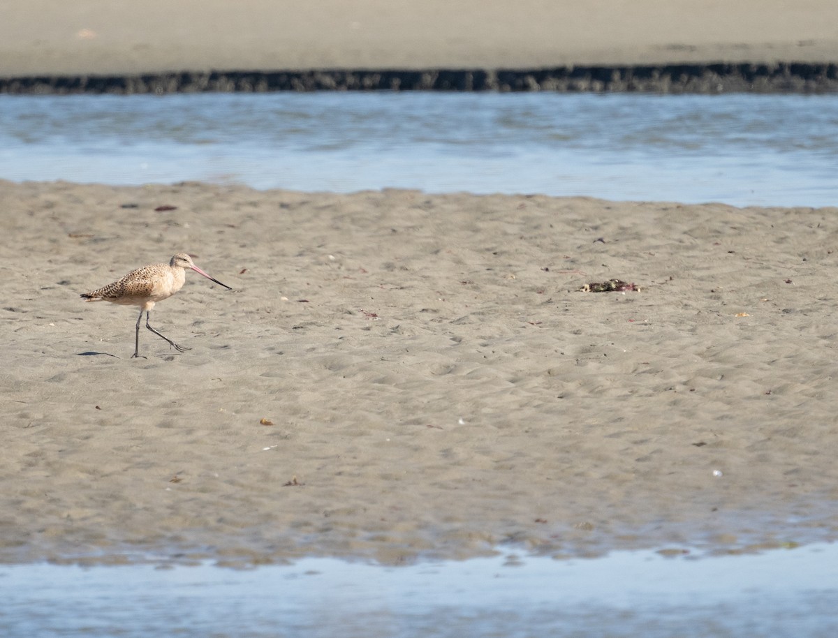 Marbled Godwit - ML620689825