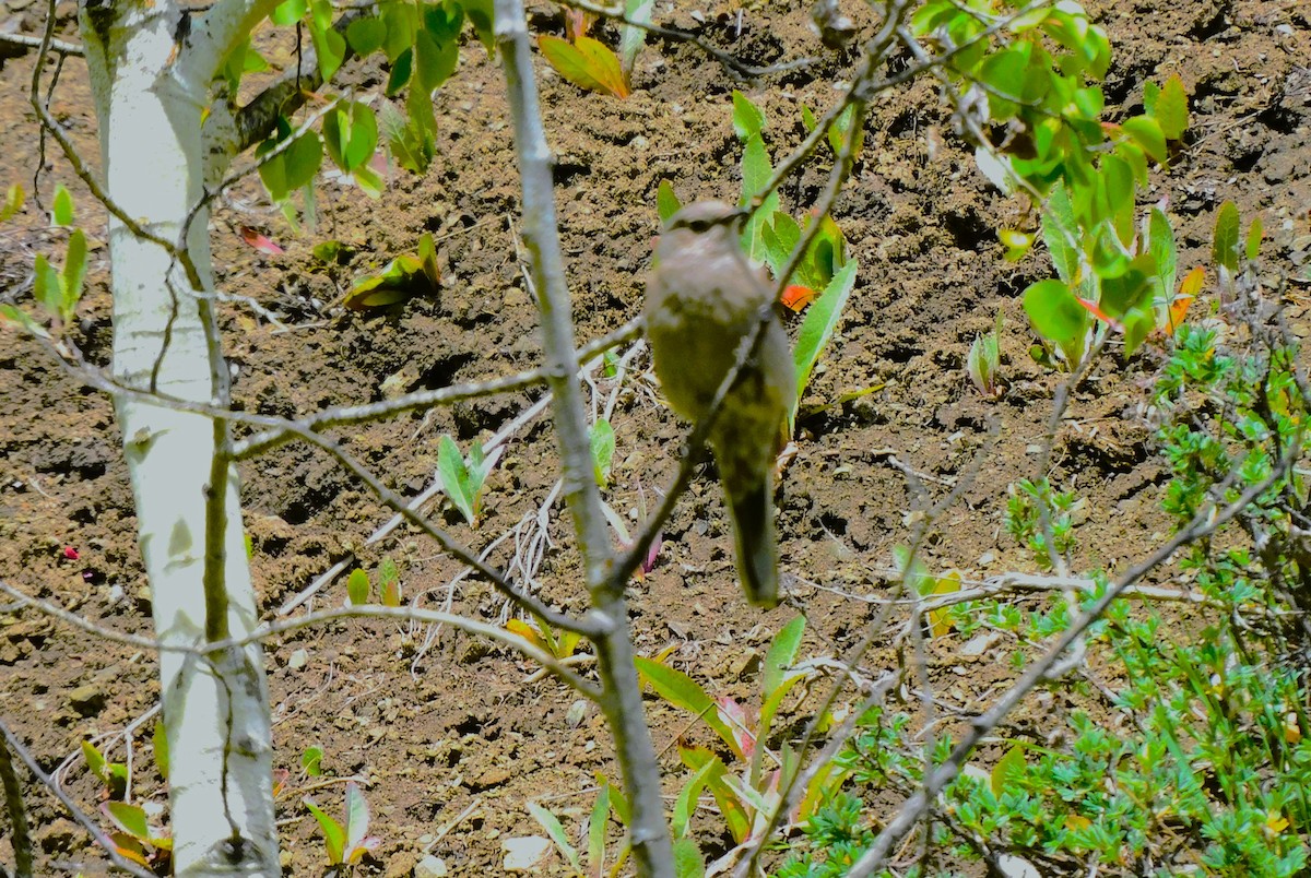 Canada Jay - ML620689838