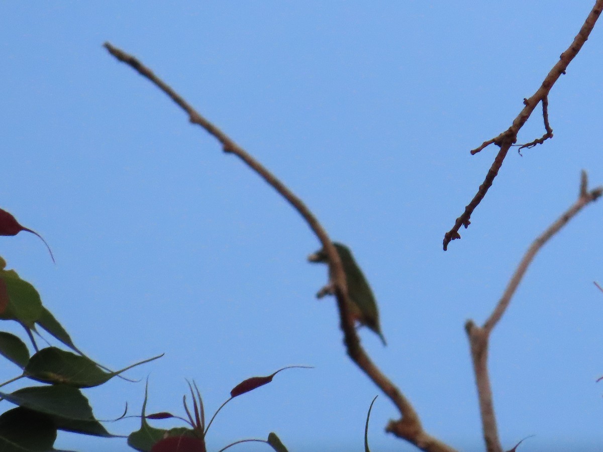 Coppersmith Barbet - ML620689839