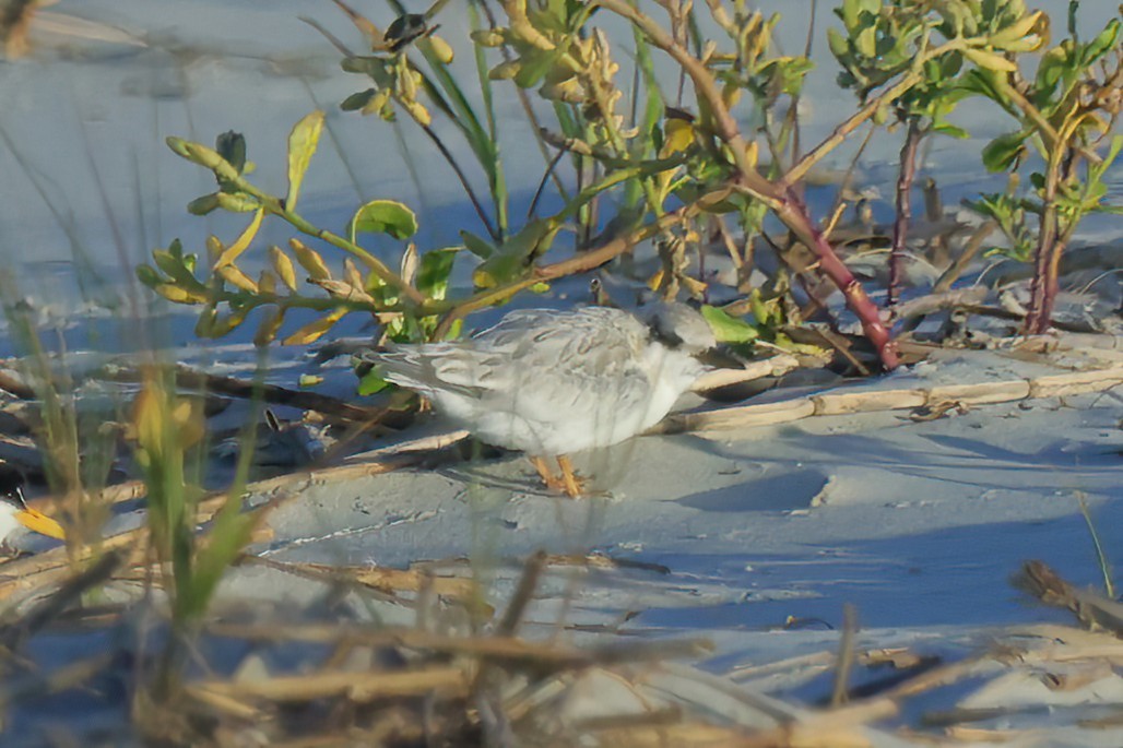 Least Tern - ML620689842