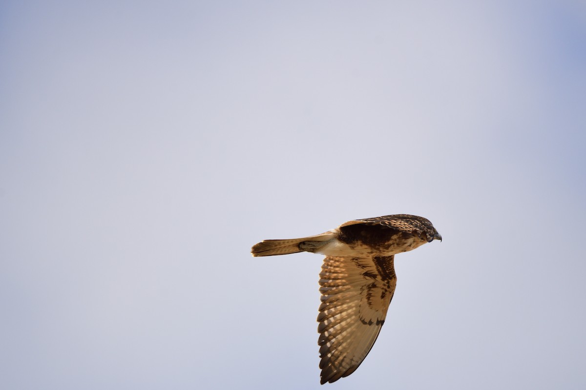 Brown Falcon - ML620689847