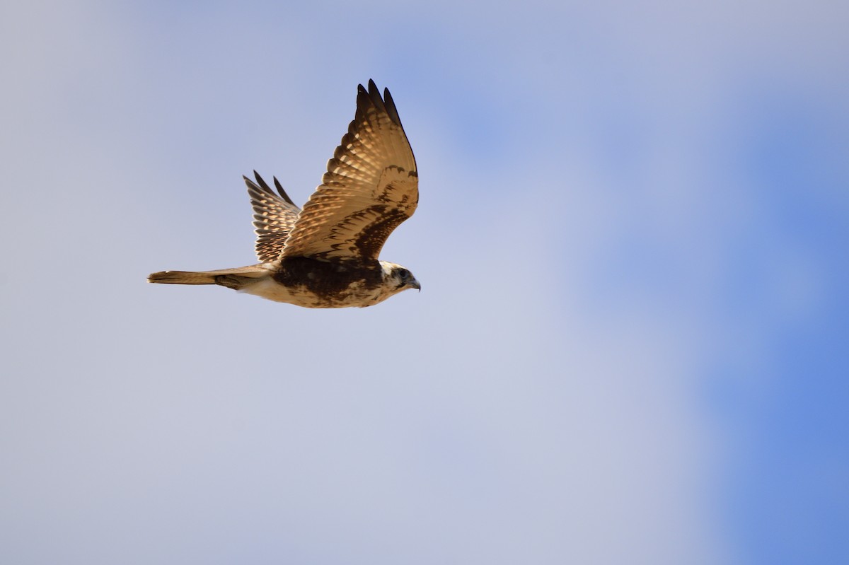 Brown Falcon - ML620689848