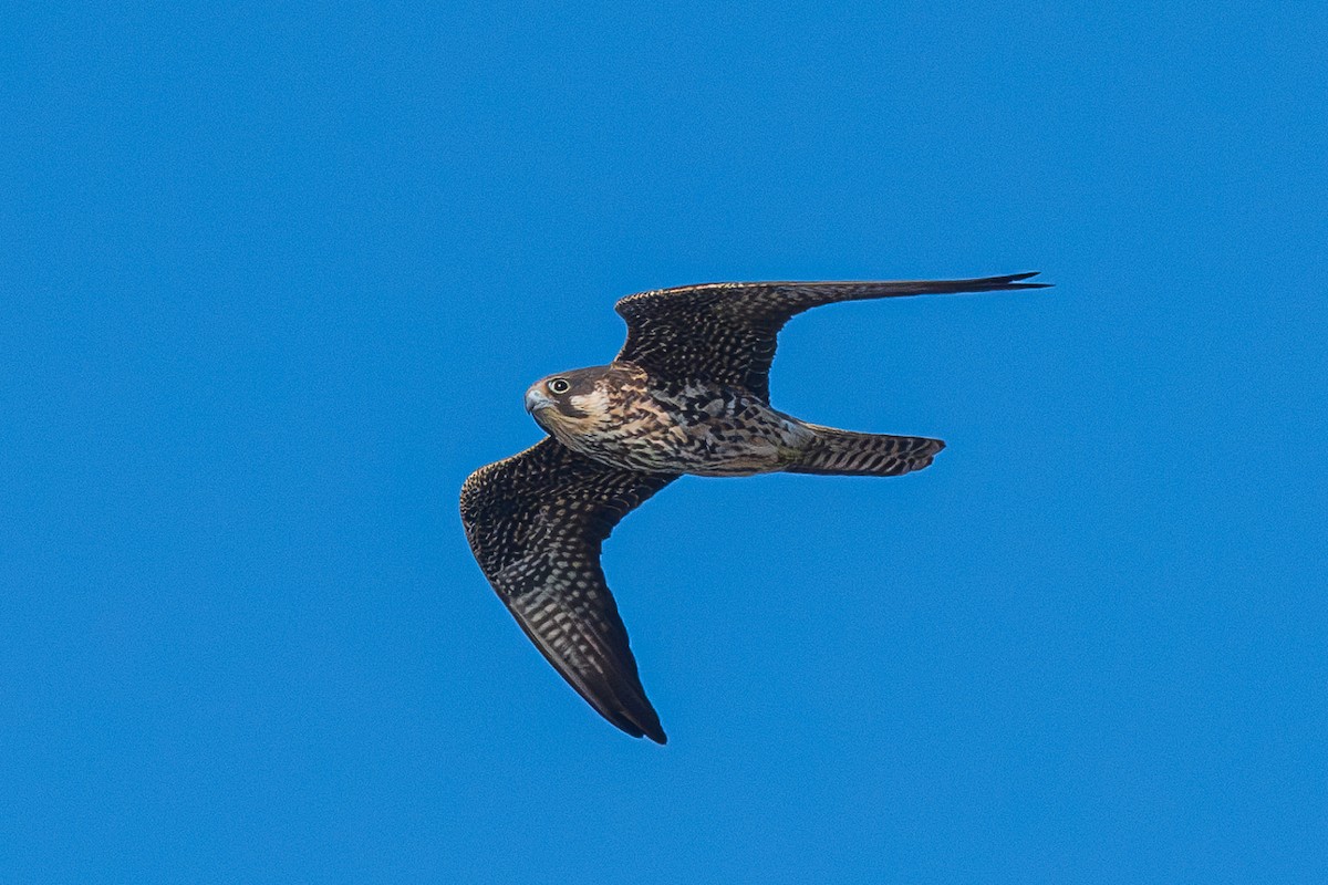 Eleonora's Falcon - ML620689849