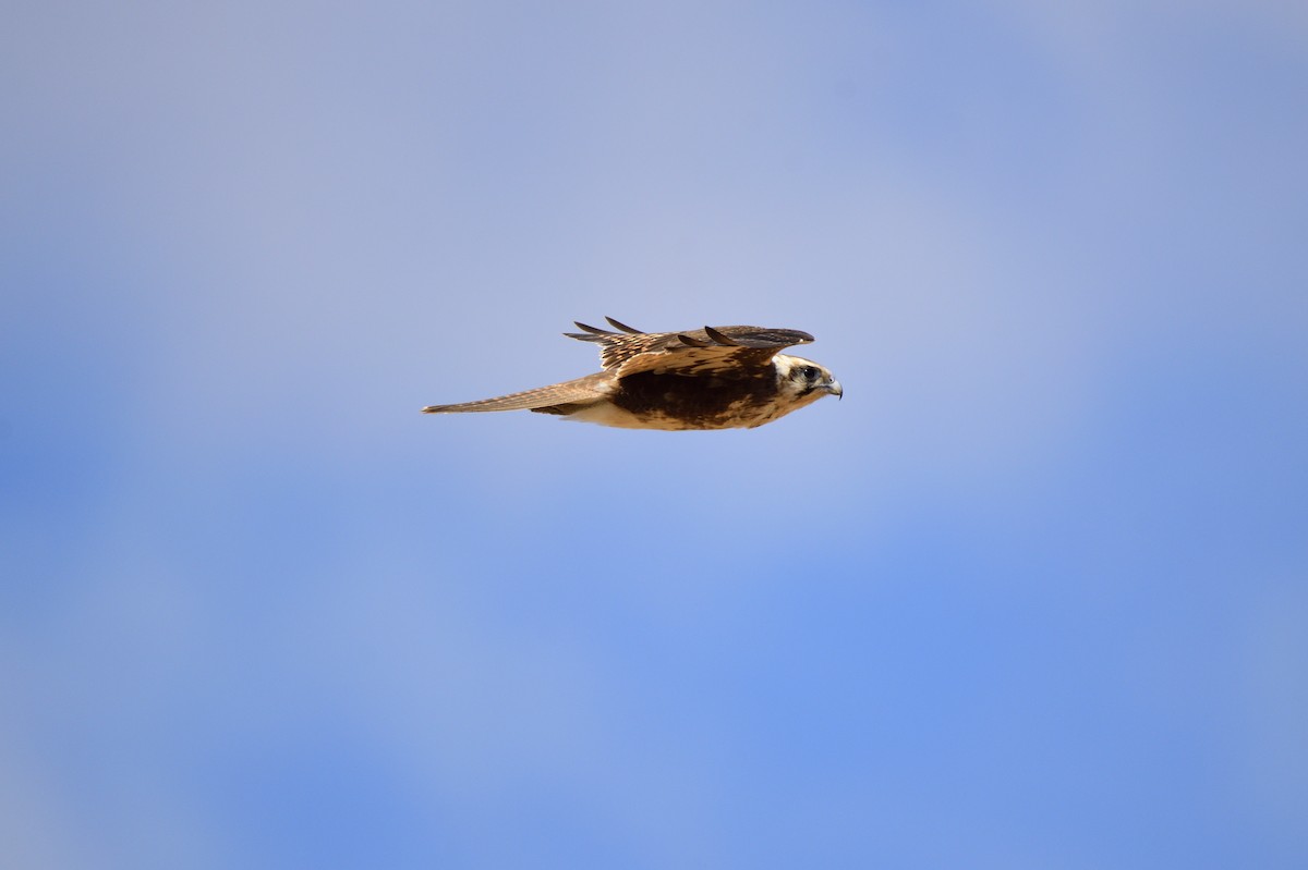 Brown Falcon - ML620689850