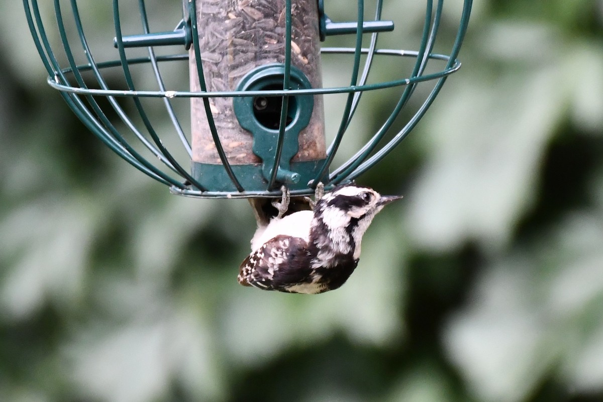 Downy Woodpecker - ML620689851