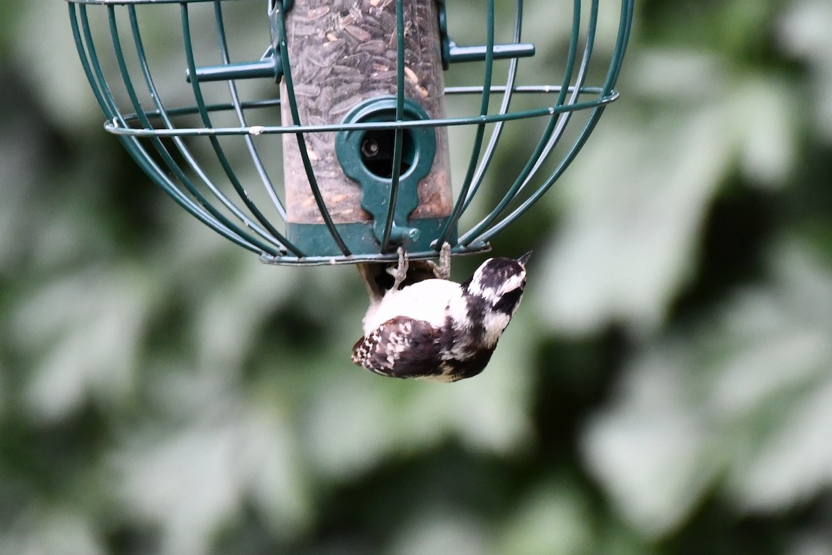 Downy Woodpecker - ML620689852