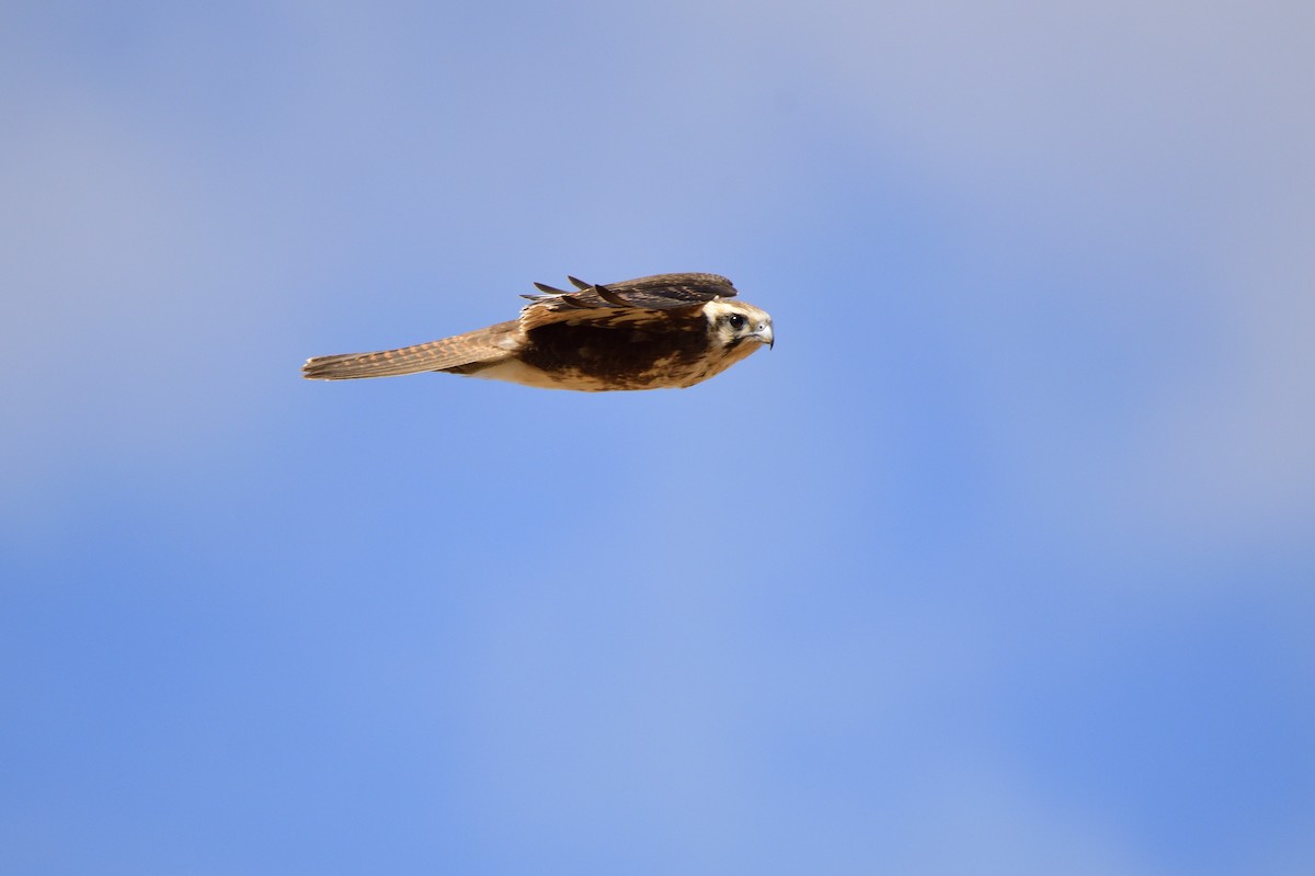 Brown Falcon - ML620689854