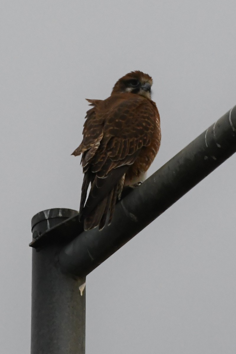 Nankeen Kestrel - ML620689855