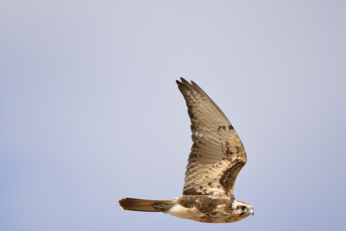 Brown Falcon - Ken Crawley