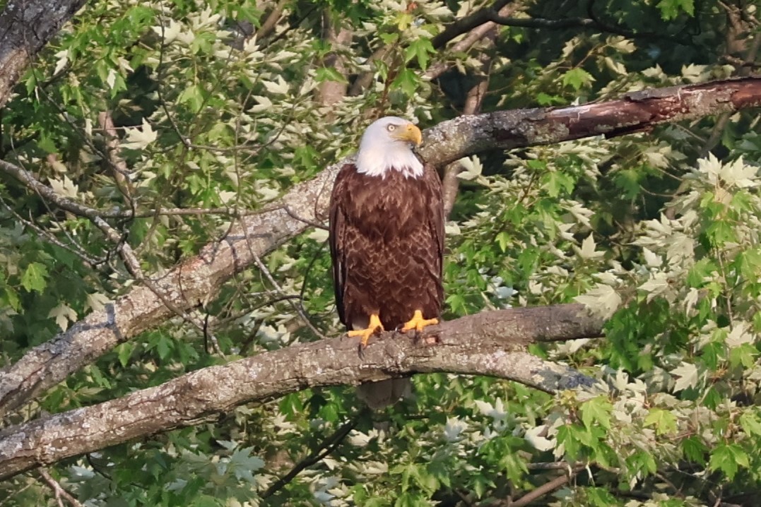 Bald Eagle - ML620689859